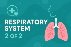 Respiratory System 2 of 2