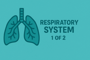 Respitory system 1 of 2